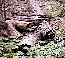 Picture of a Parallel Log Cover (Figure 7)