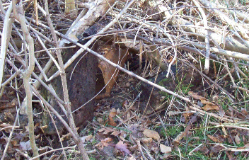 Second Drain Pipe Den Under Brush Pile (Figure 4)