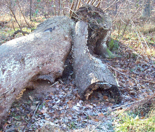 Hollow Log Shelter (Figure 6)